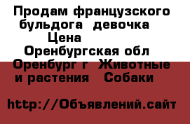 Продам французского бульдога (девочка) › Цена ­ 12 000 - Оренбургская обл., Оренбург г. Животные и растения » Собаки   